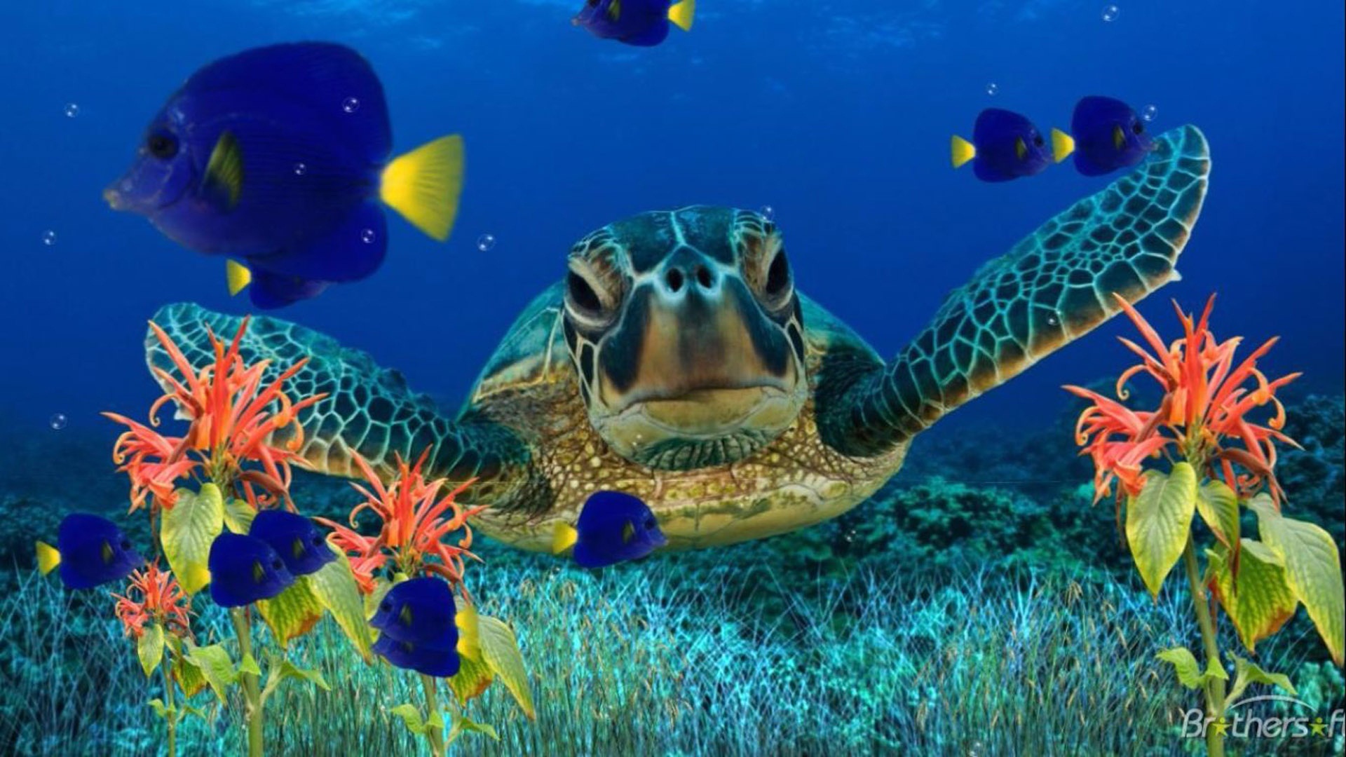 Sea turtle-underwater-flora-Fish-Art Wallpaper HD Sea turtle-underwater-flora-Fish-Art Wallpaper HD