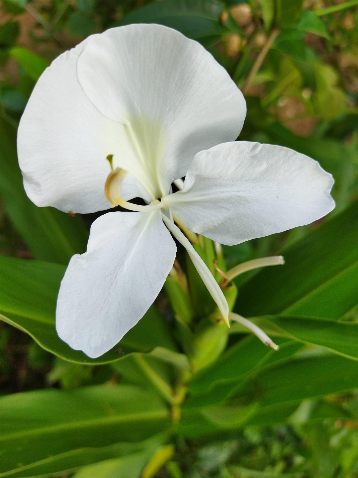 White flowers White flowers