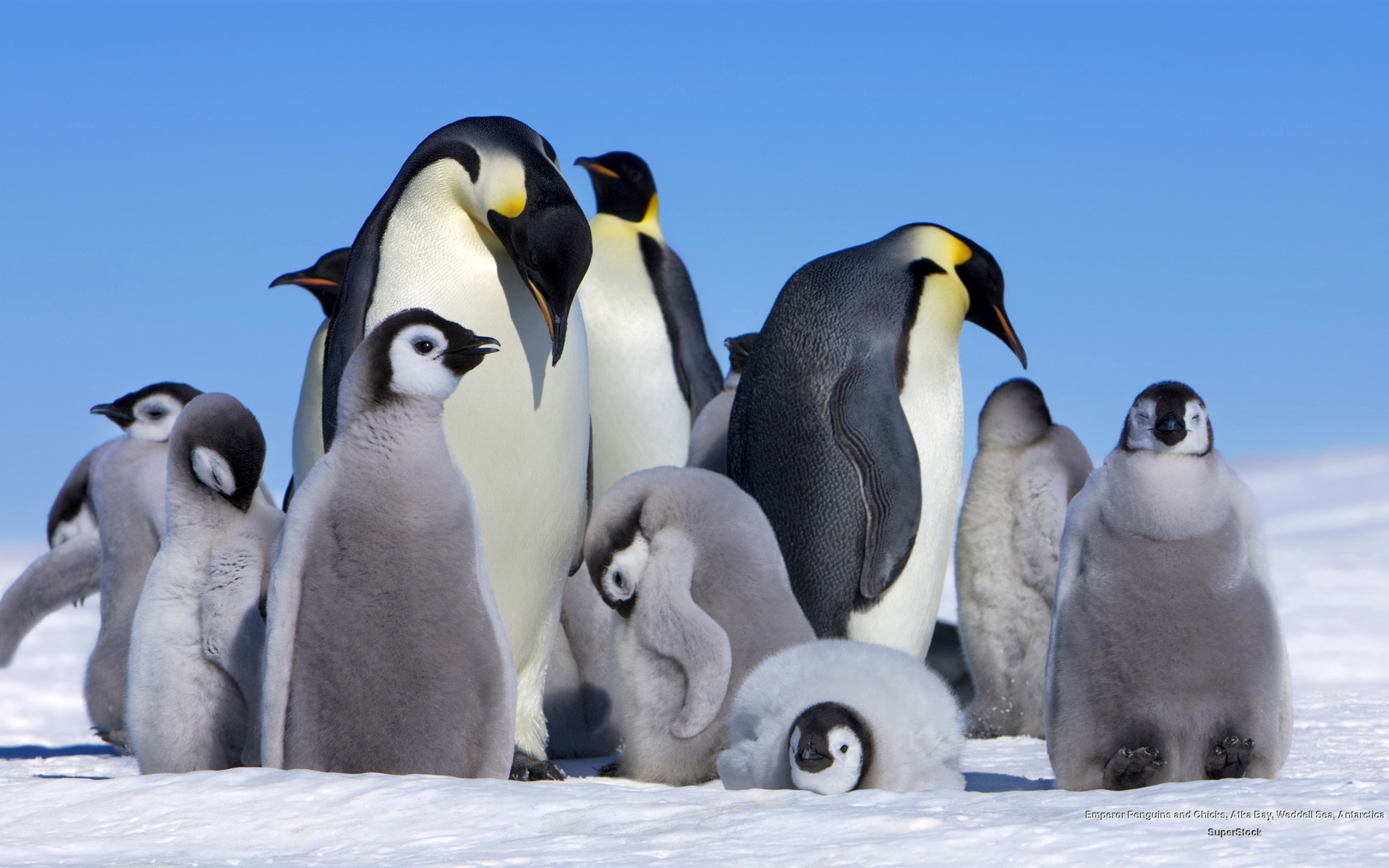 Penguin Kde Store