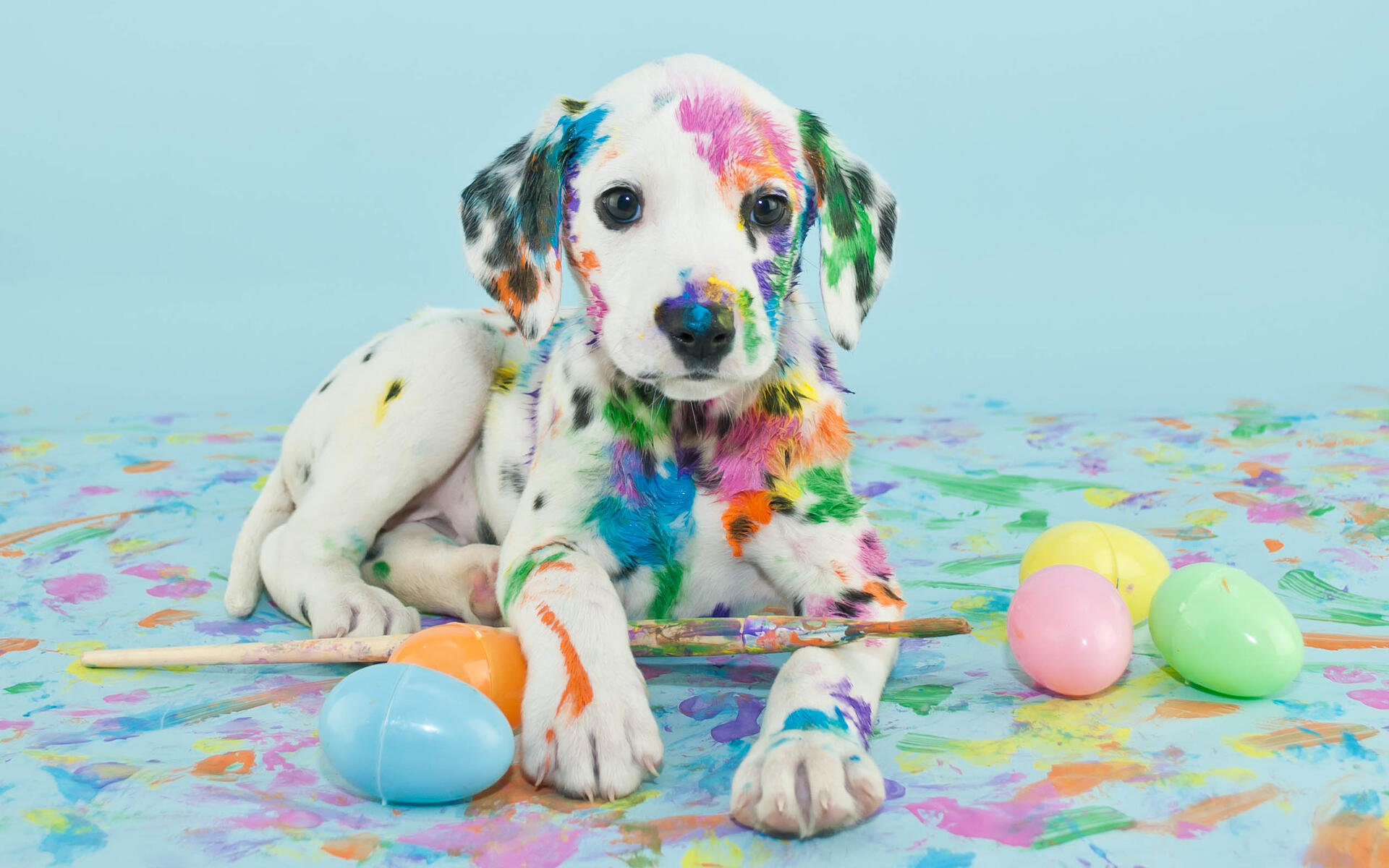 Puppy Linux Apps Com