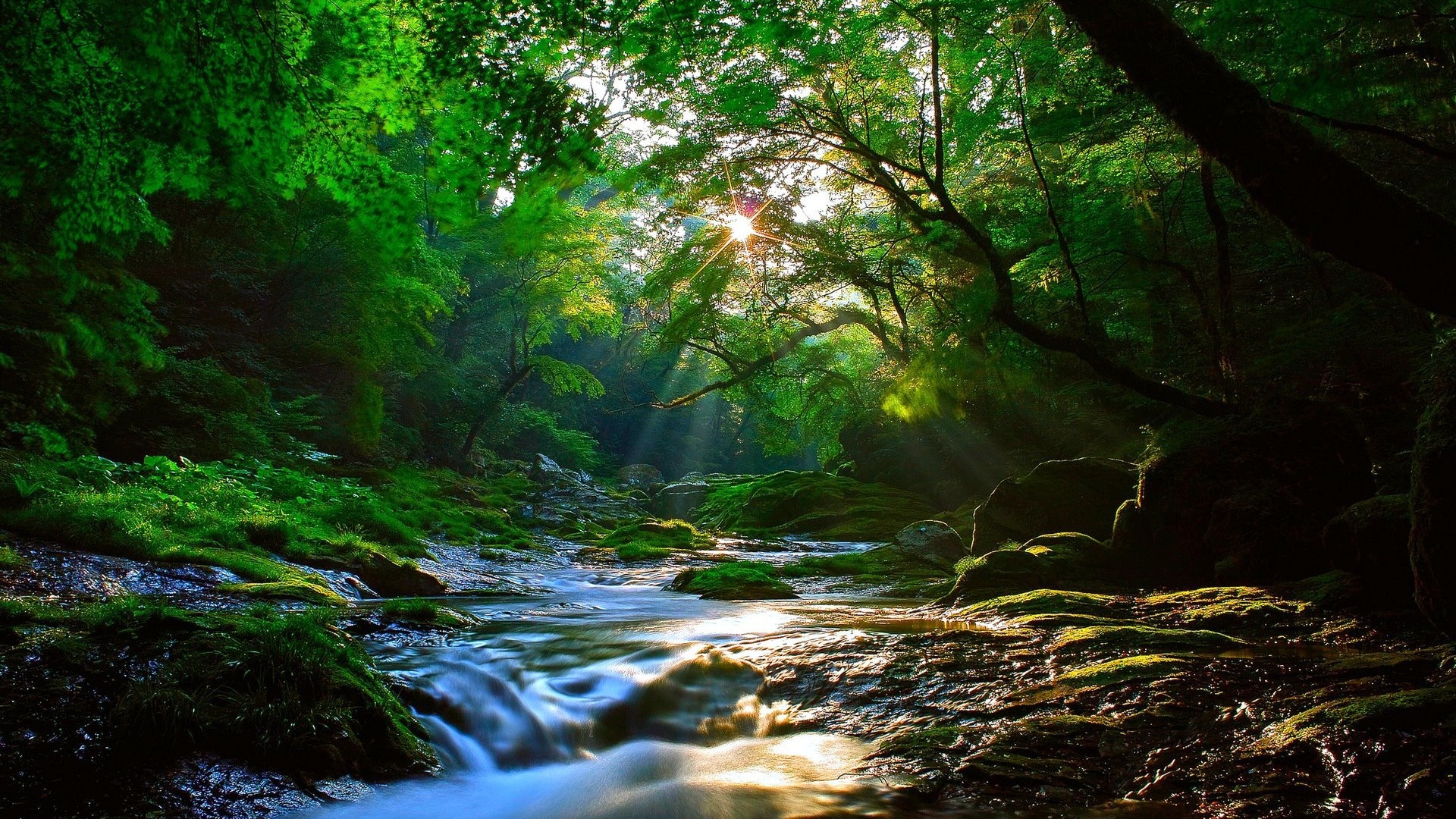 Beautiful Sunlight At Forest Wallpaper Beautiful Sunlight At Forest Wallpaper