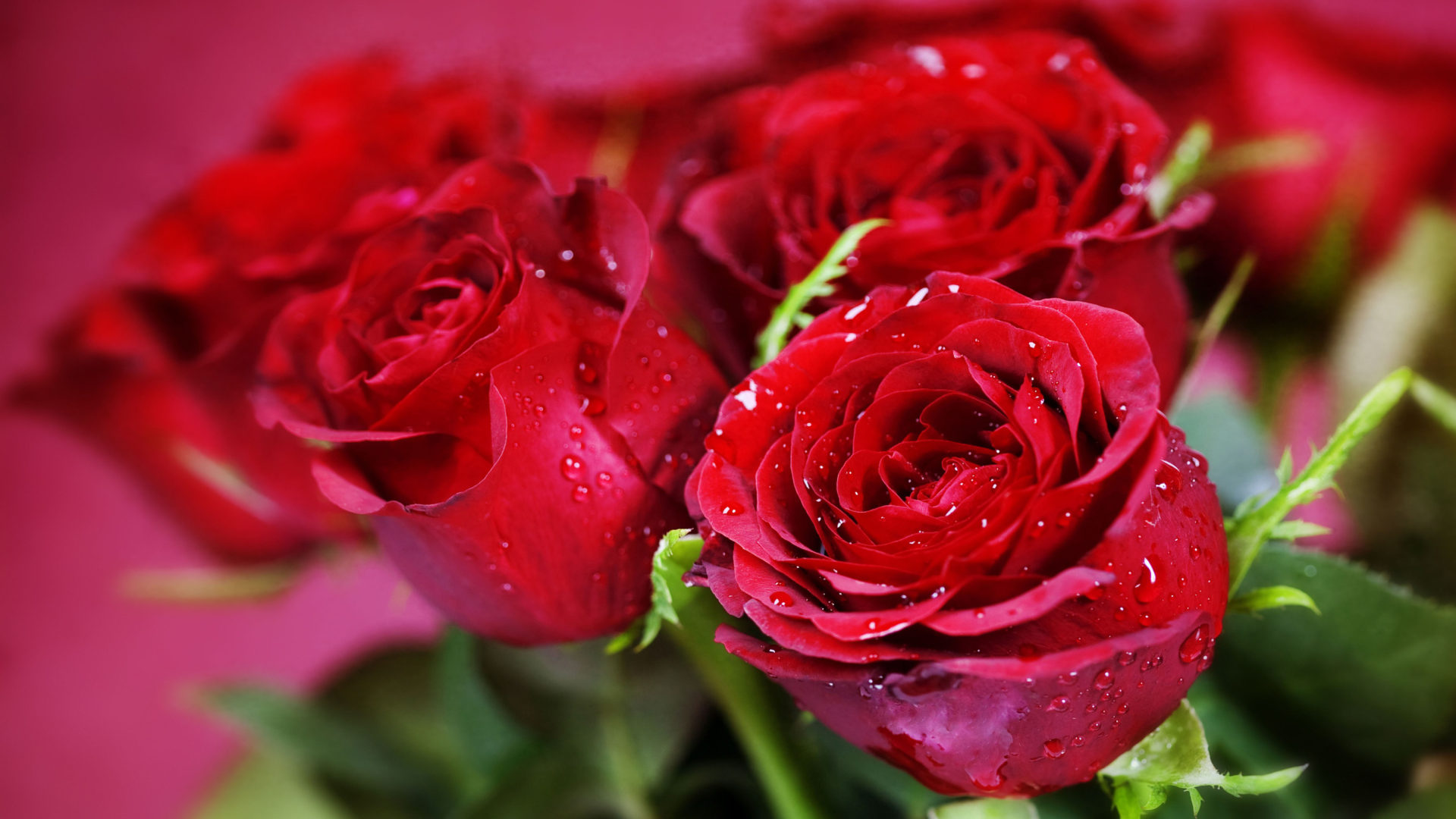 Nature Plants Red Roses Flowers Three Beautiful Roses Pling Com