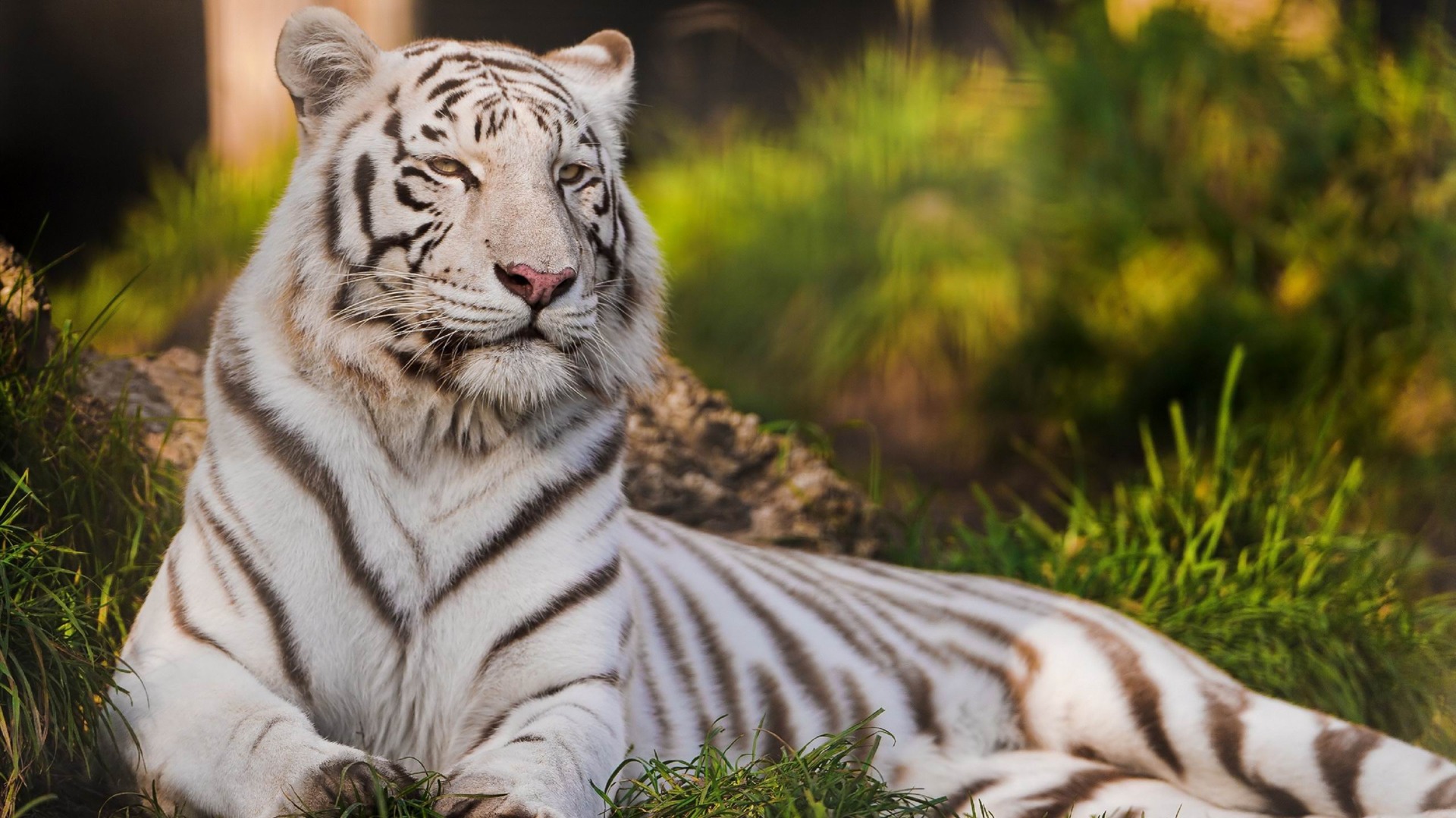 White Tigers Laying Down Kde Store