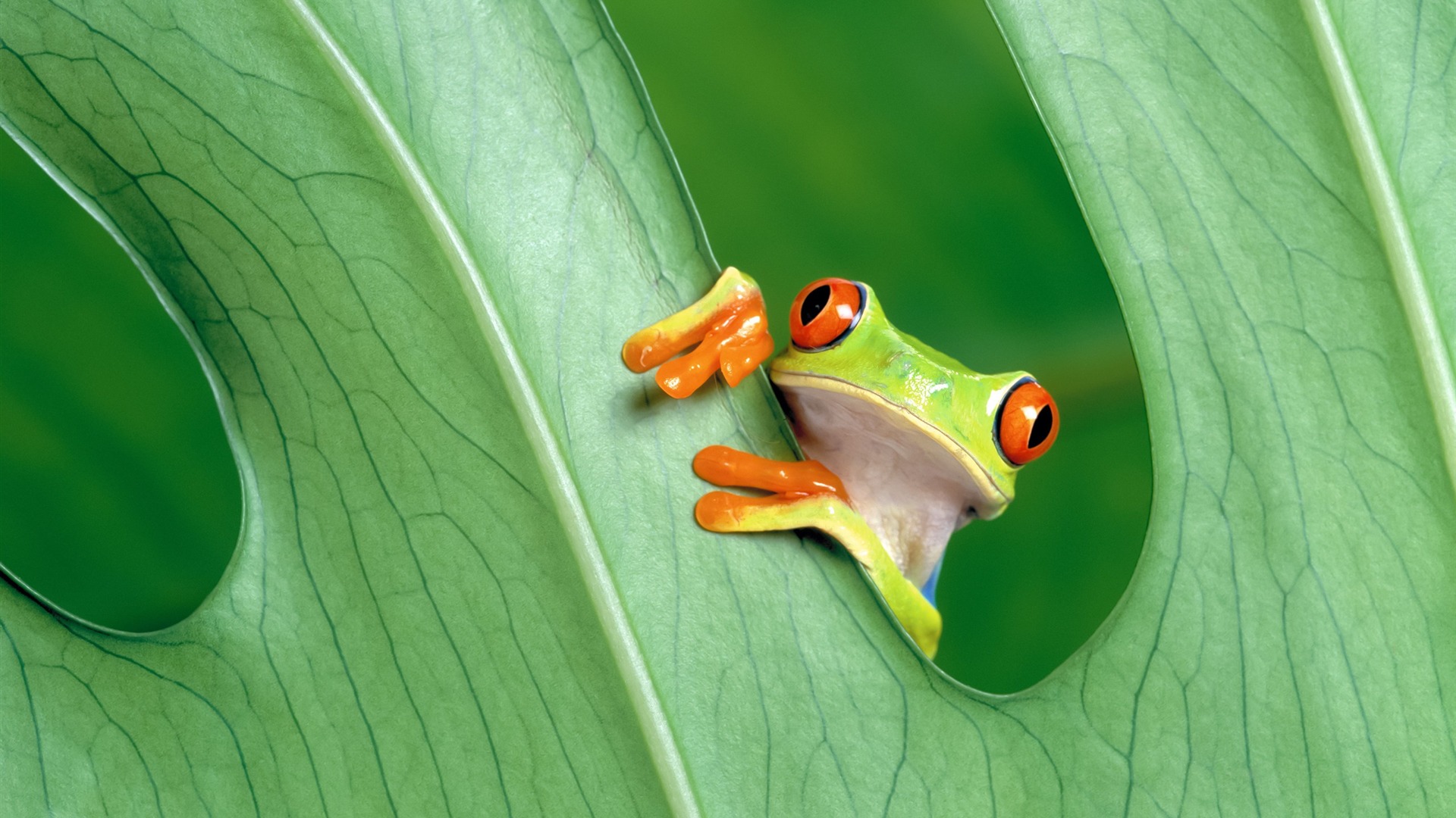 Red Eye Tree Frog Gnome Look Org