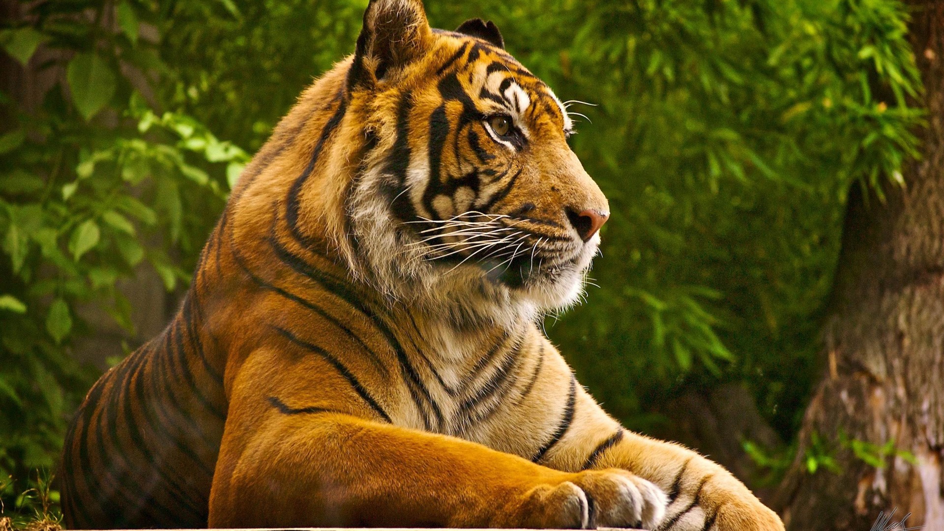 beautiful tiger beautiful tiger