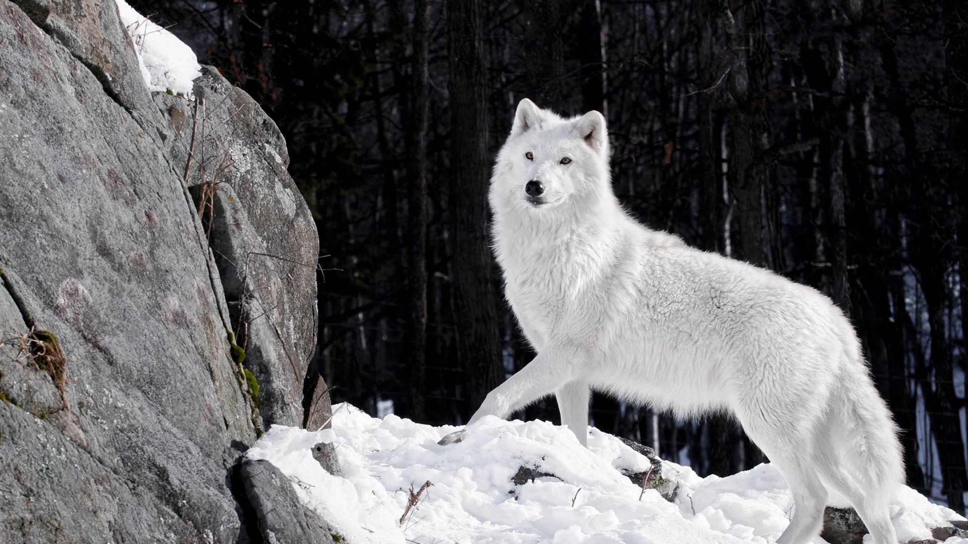 Beautiful Winter Forest White Wolf - Gnome-look.org