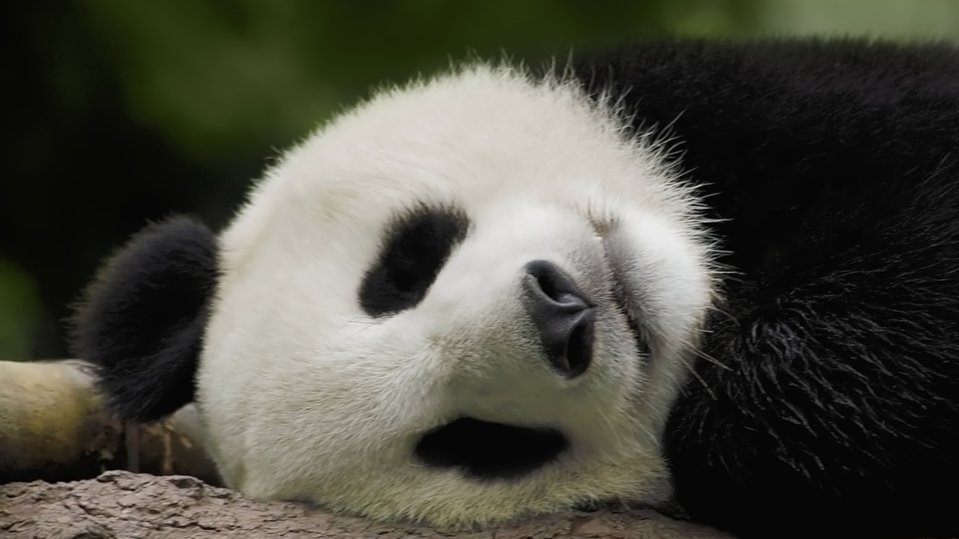 Sleeping Panda Kde Store Sleeping Panda Kde Store