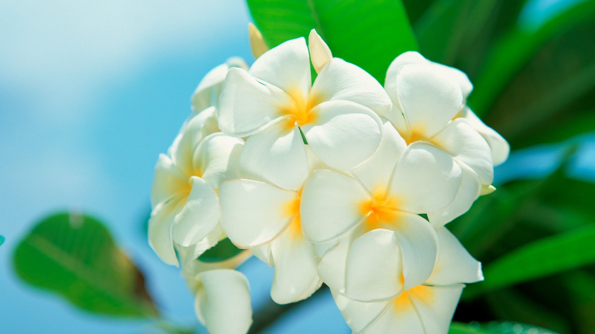 Tahiti Frangipani Kde Store Tahiti Frangipani Kde Store