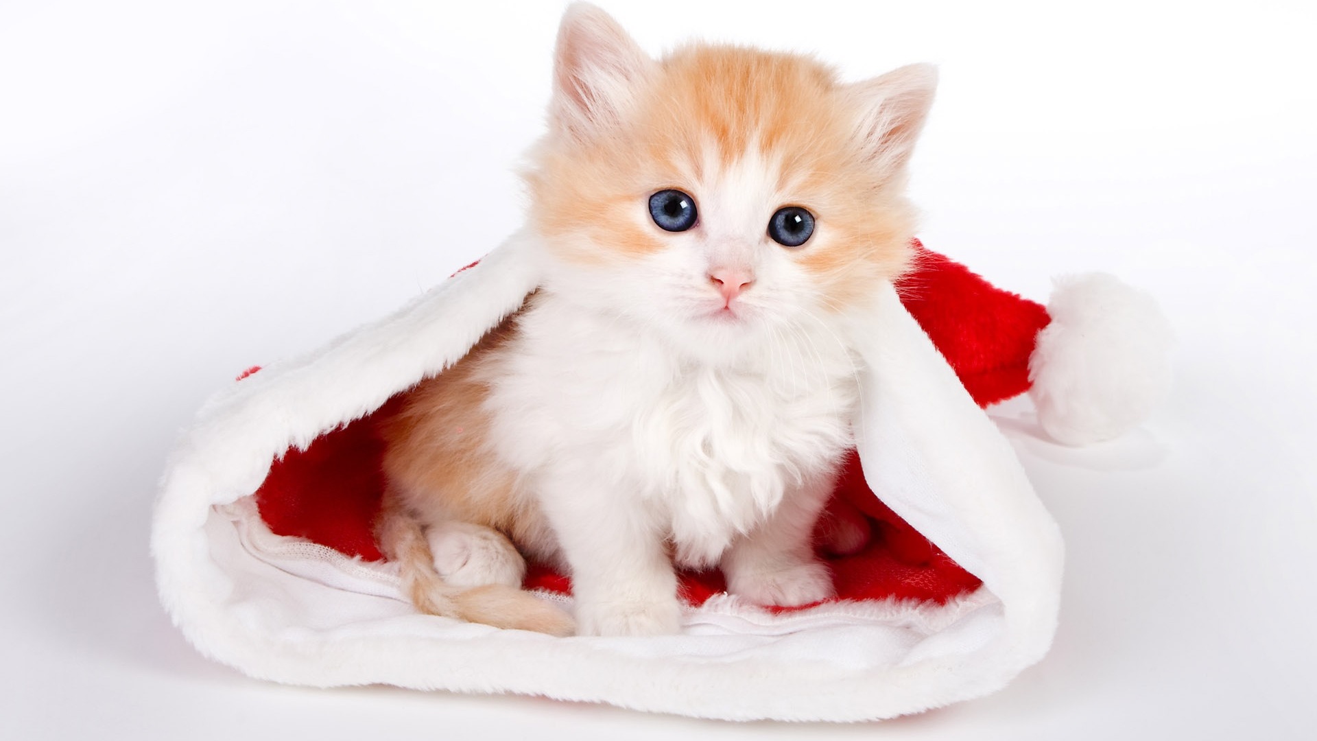 Cute Little Cat Christmas Linux Apps Com Cute Little Cat Christmas Linux Apps Com