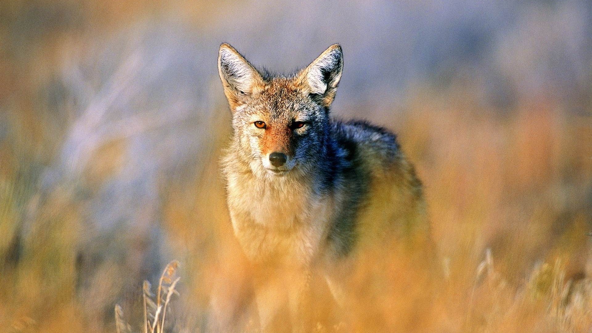 Jackal Hunting Steppe Kde Store