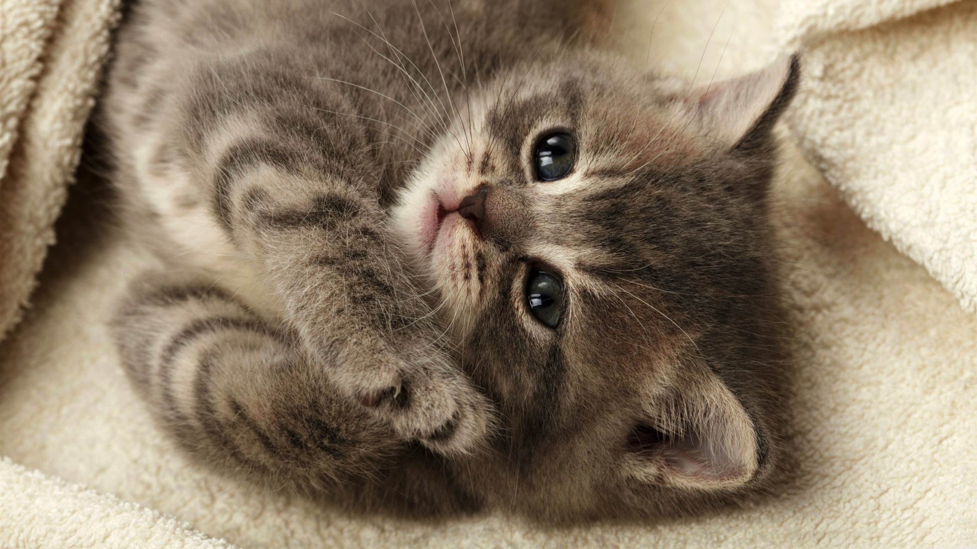 Cutest Kitten Linux Apps Com