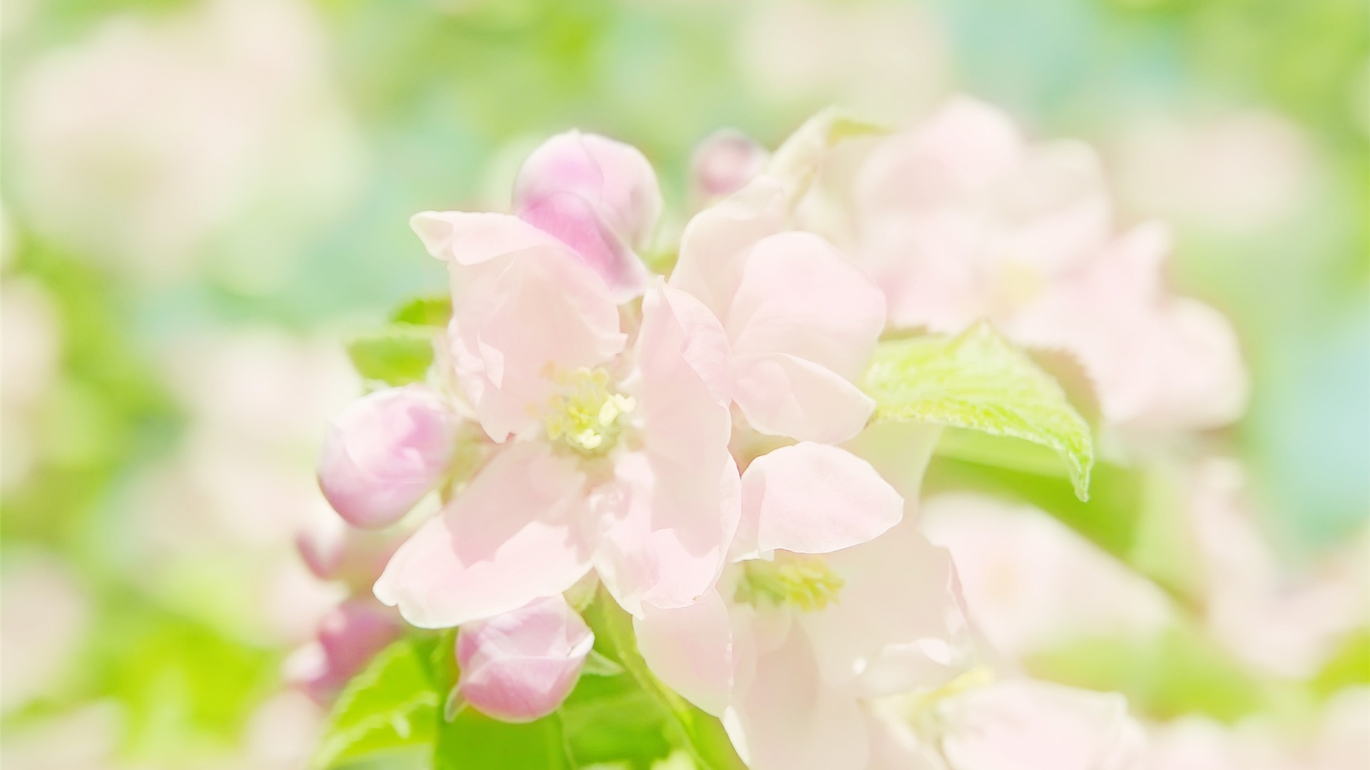 Spring Blooming Linux Apps Com
