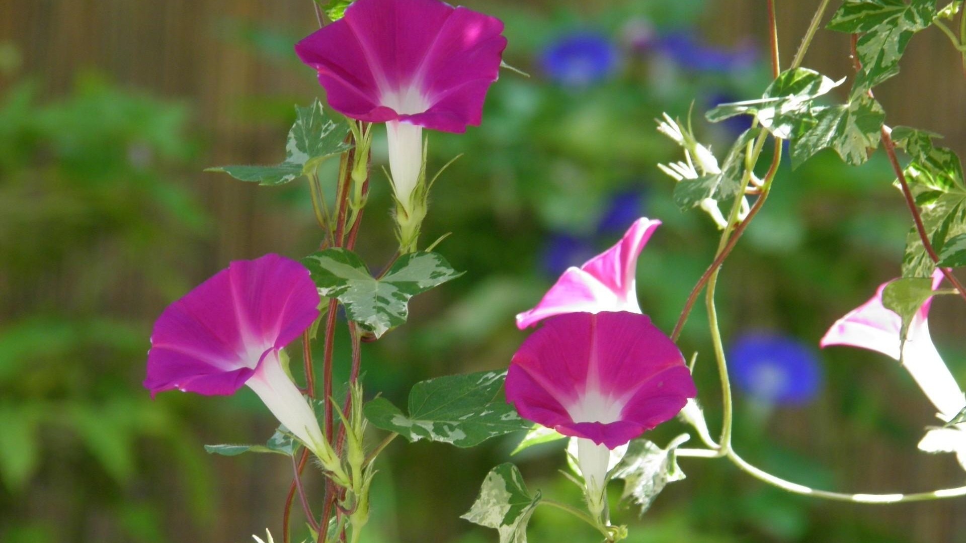 Morning Glory Kde Store Morning Glory Kde Store