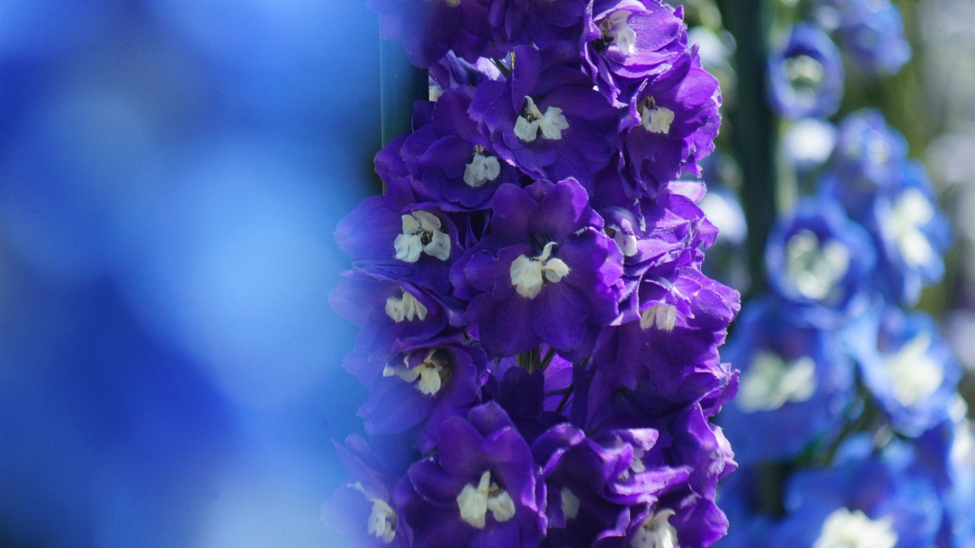Delphinium flowers focus Delphinium flowers focus