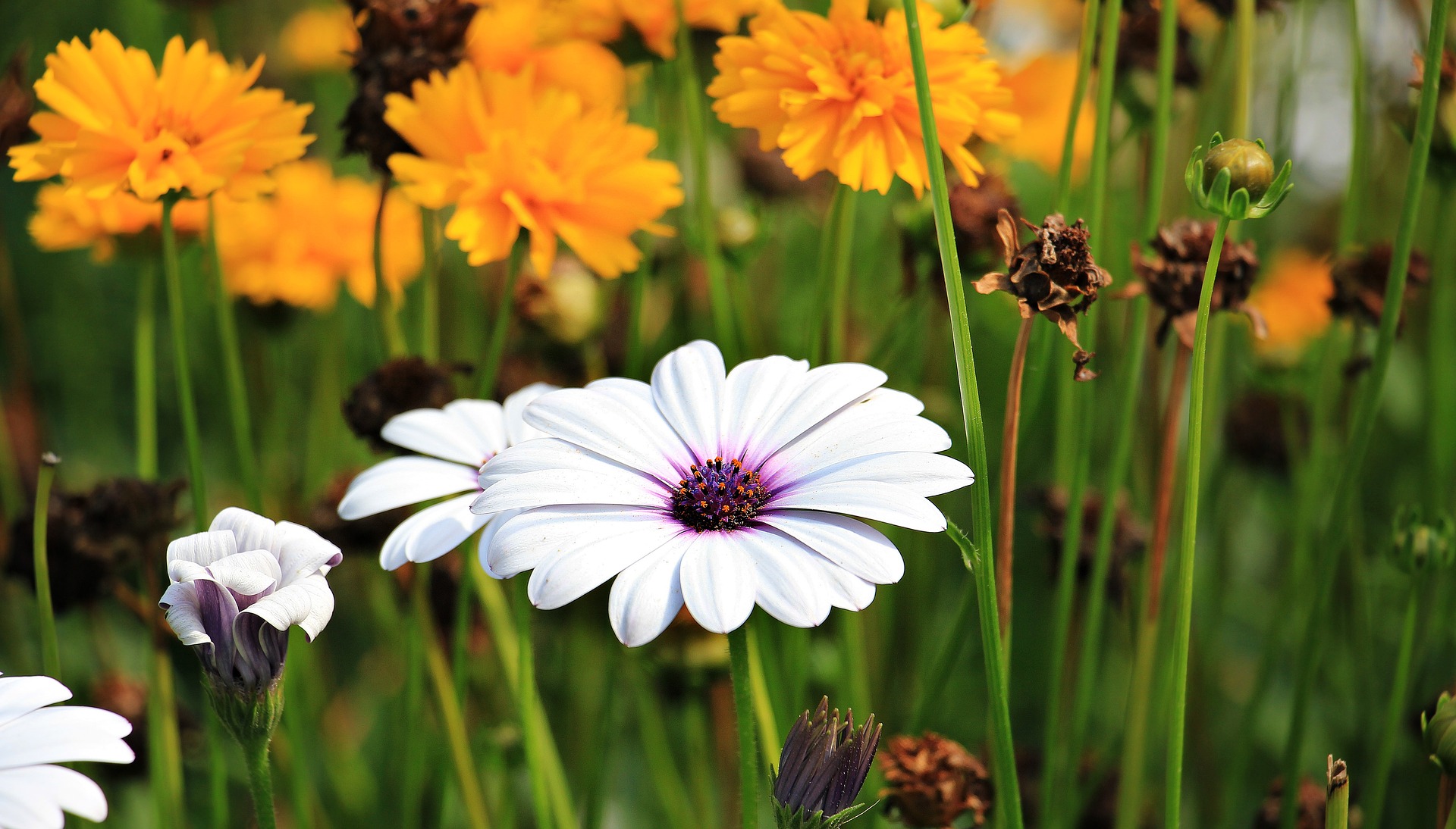 Beautiful Nature Wallpaper Kde Store Beautiful Nature Wallpaper Kde Store