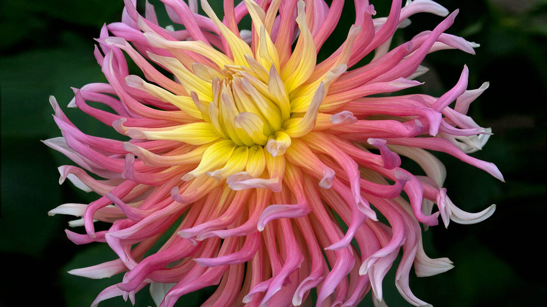 Dahlia Alfred Grille Macro Flower With A Gentle Pink Petals Kde Store