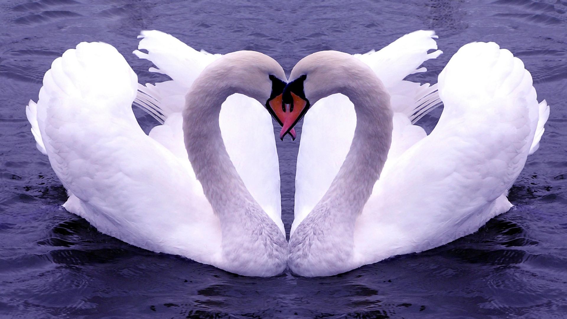 Lovebird Swan Bird Water Bird Ducks Geese and Swans - KDE Store