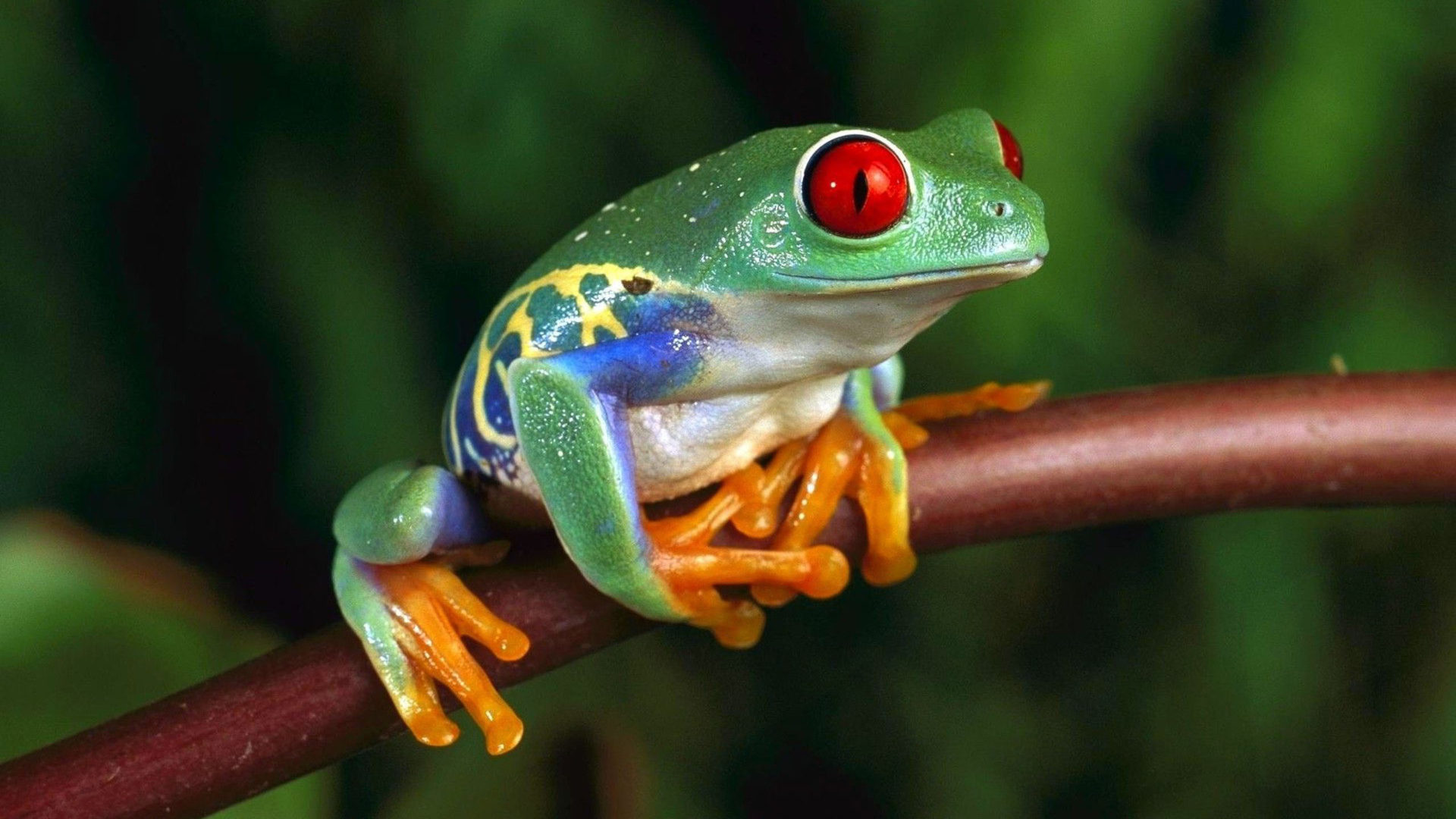 Green Frog With Red Eyes 4k Ultra Hd