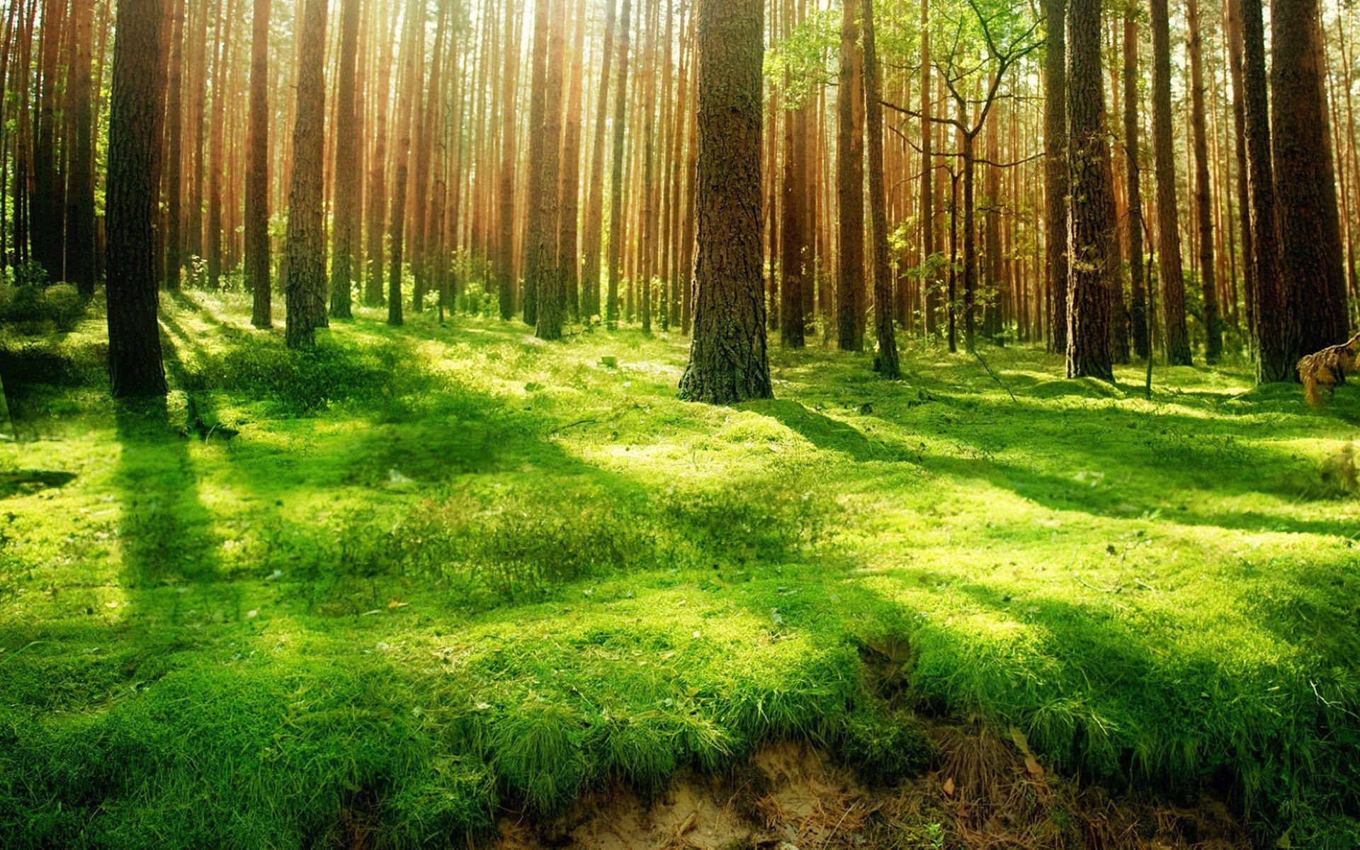 Sunshine Through Forest Desktop Wallpaper Kde Store