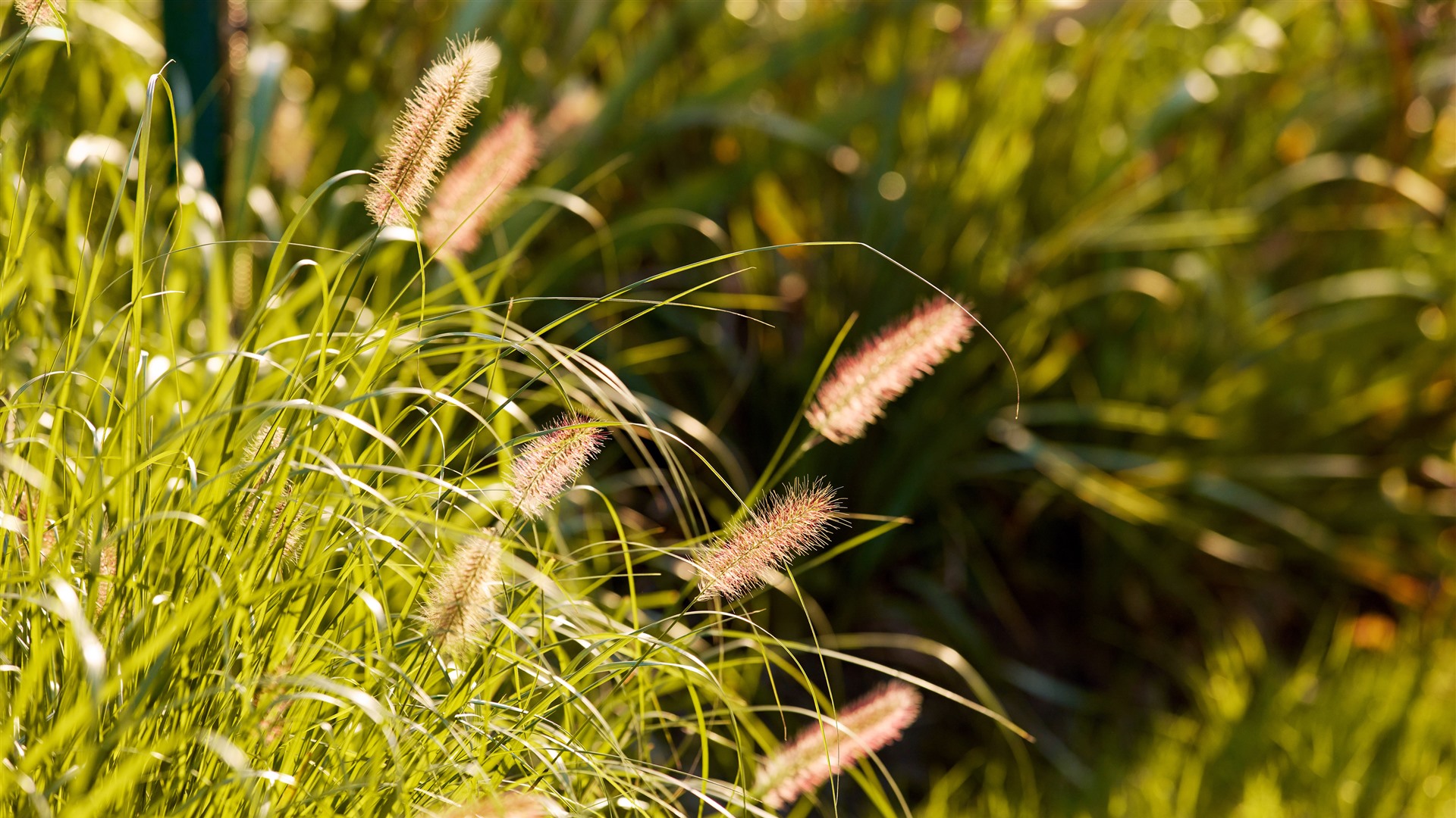 Sunshine Dogs Tail Grass - KDE Store