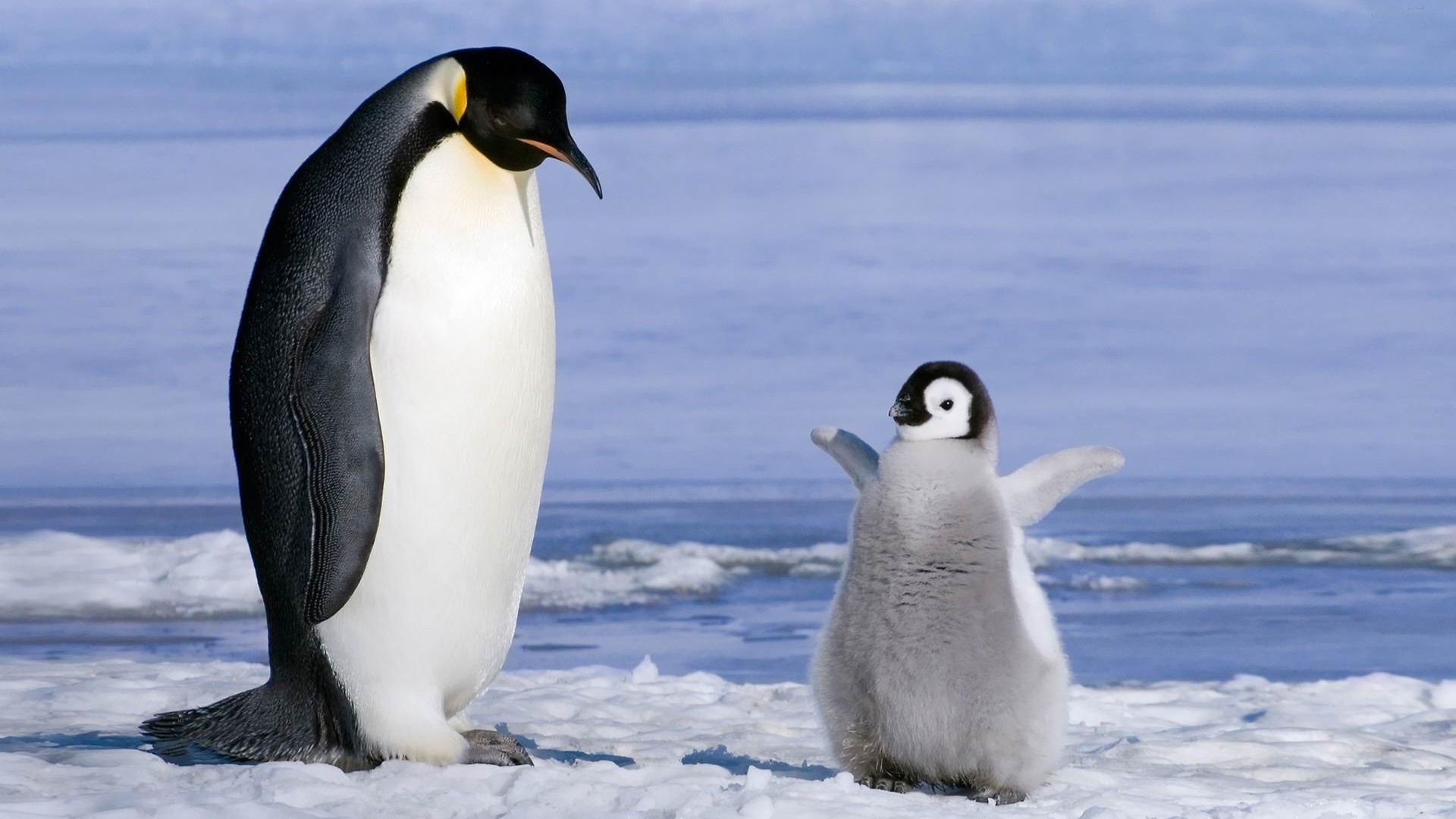 Penguin Gnome Look Org