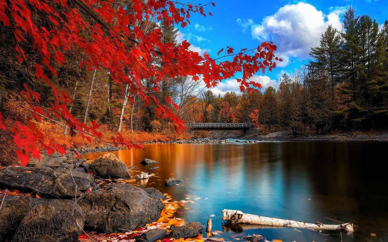 Autumn lake and colorful tree - pling.com