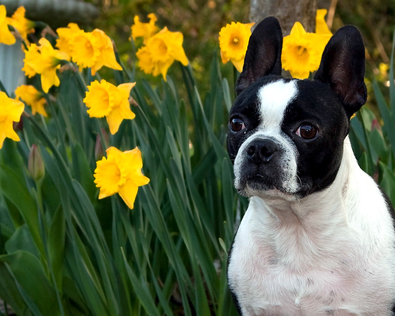 Boston Terrier wallpaper Dexter - pling.com