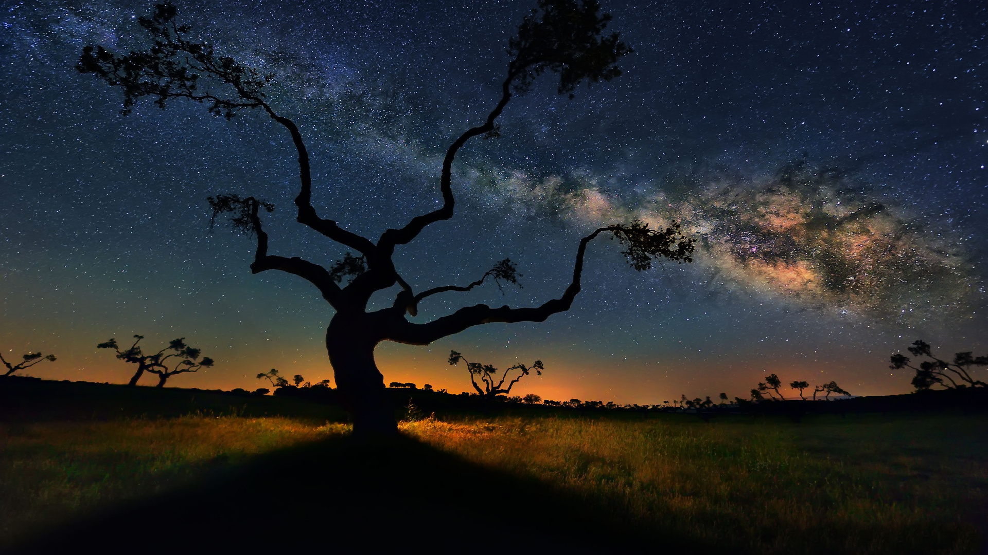 Green Trees Under Blue Sky - KDE Store