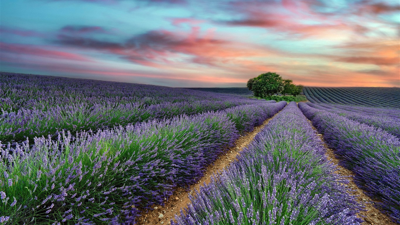 Beauty Lavender Sunset Landscapes France - KDE Store