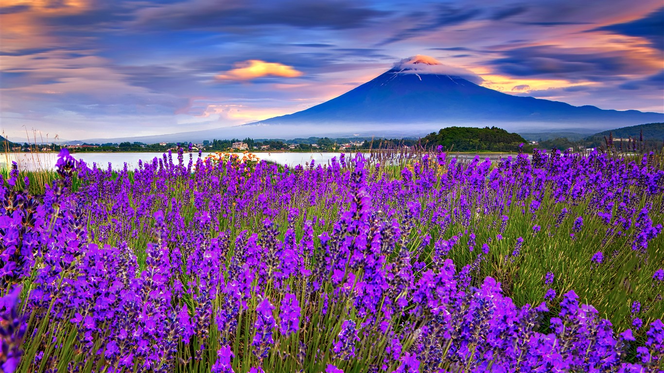 Lavender Blooming Mt Fuji Lake Kawaguchi Bing .. - KDE Store