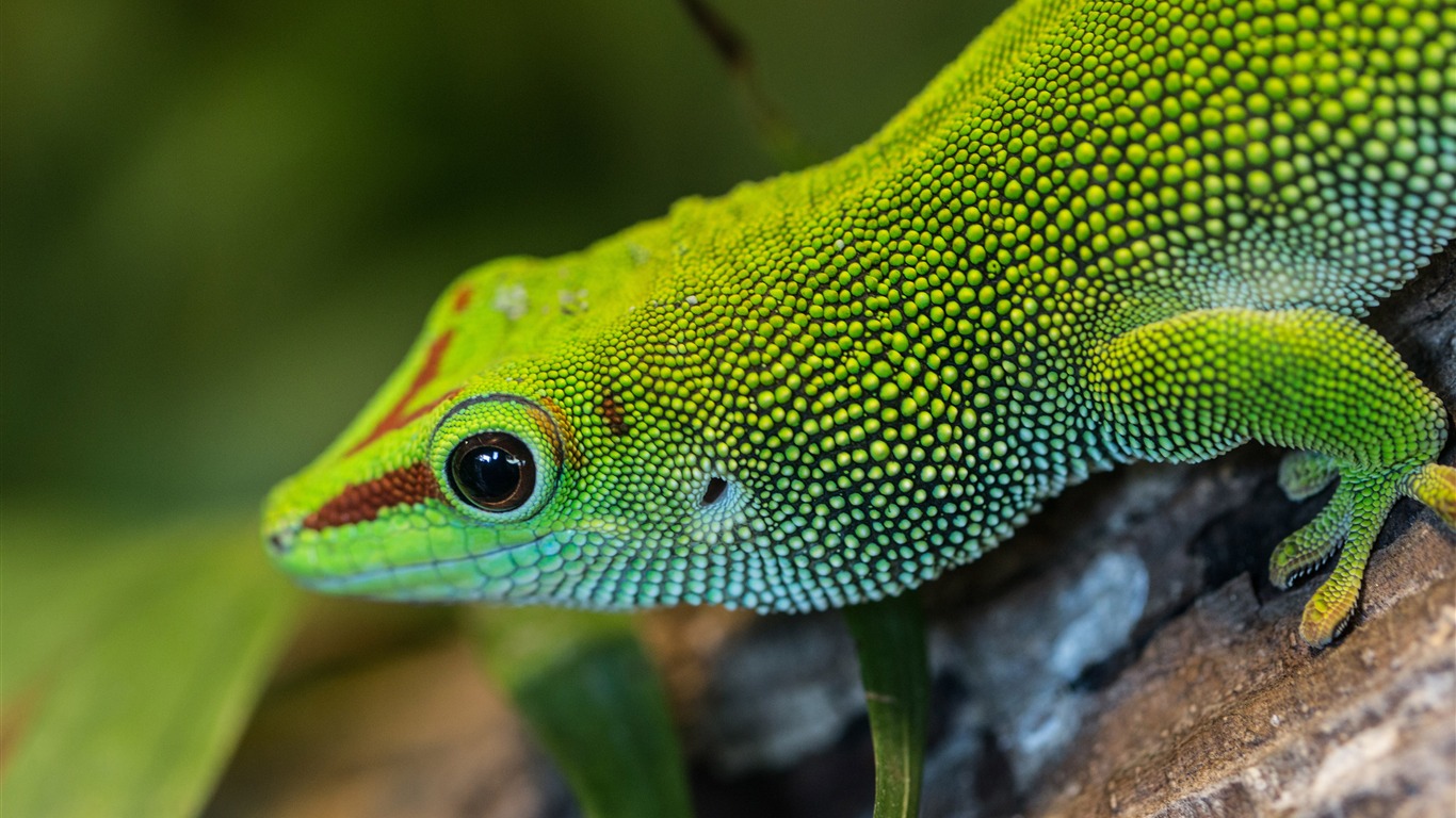 Green Arboreal Lizard 2019 Animal HD Photo - KDE Store