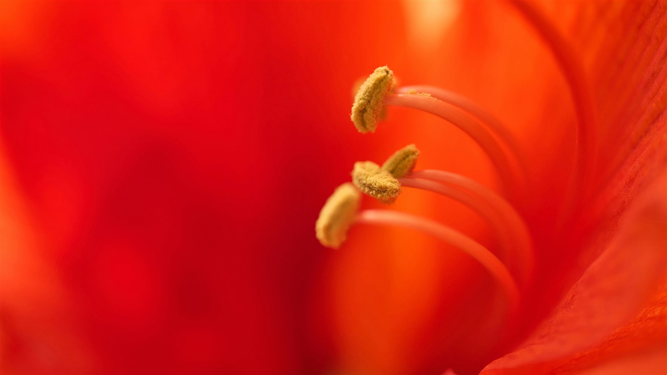 Red Flowers Stamens Plant Macro 5K Photo - KDE Store