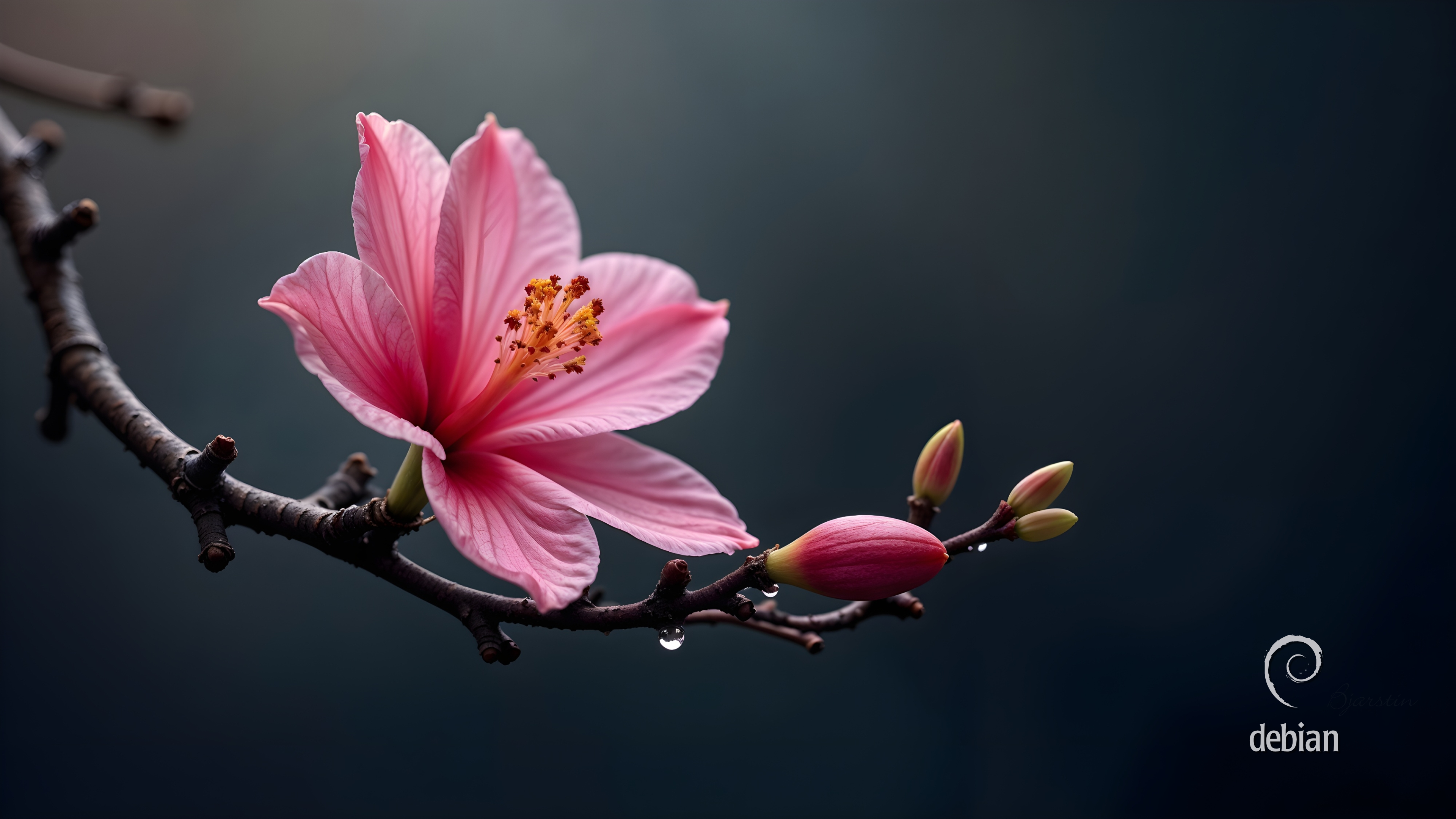 4K Wallpaper Debian No.022 - KDE Store