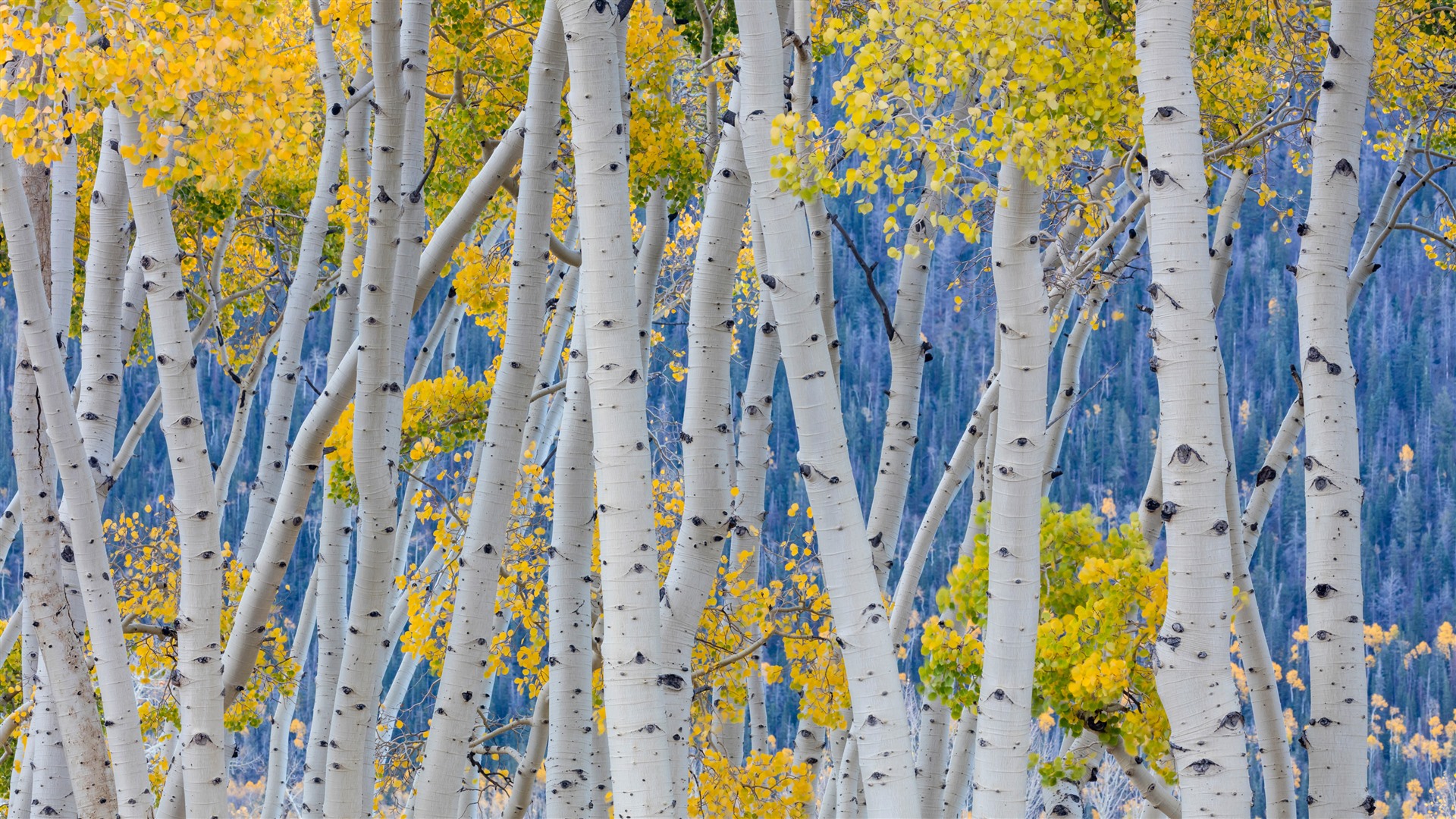 Aspen Trees - addons.videolan.org